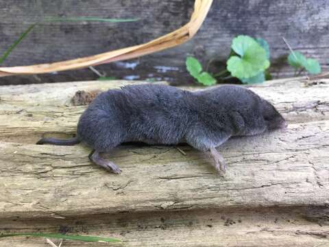 Image of American short-tailed shrew