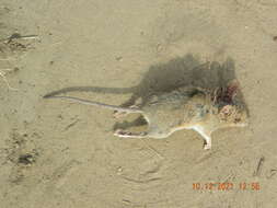 Image of Herb Field Mouse