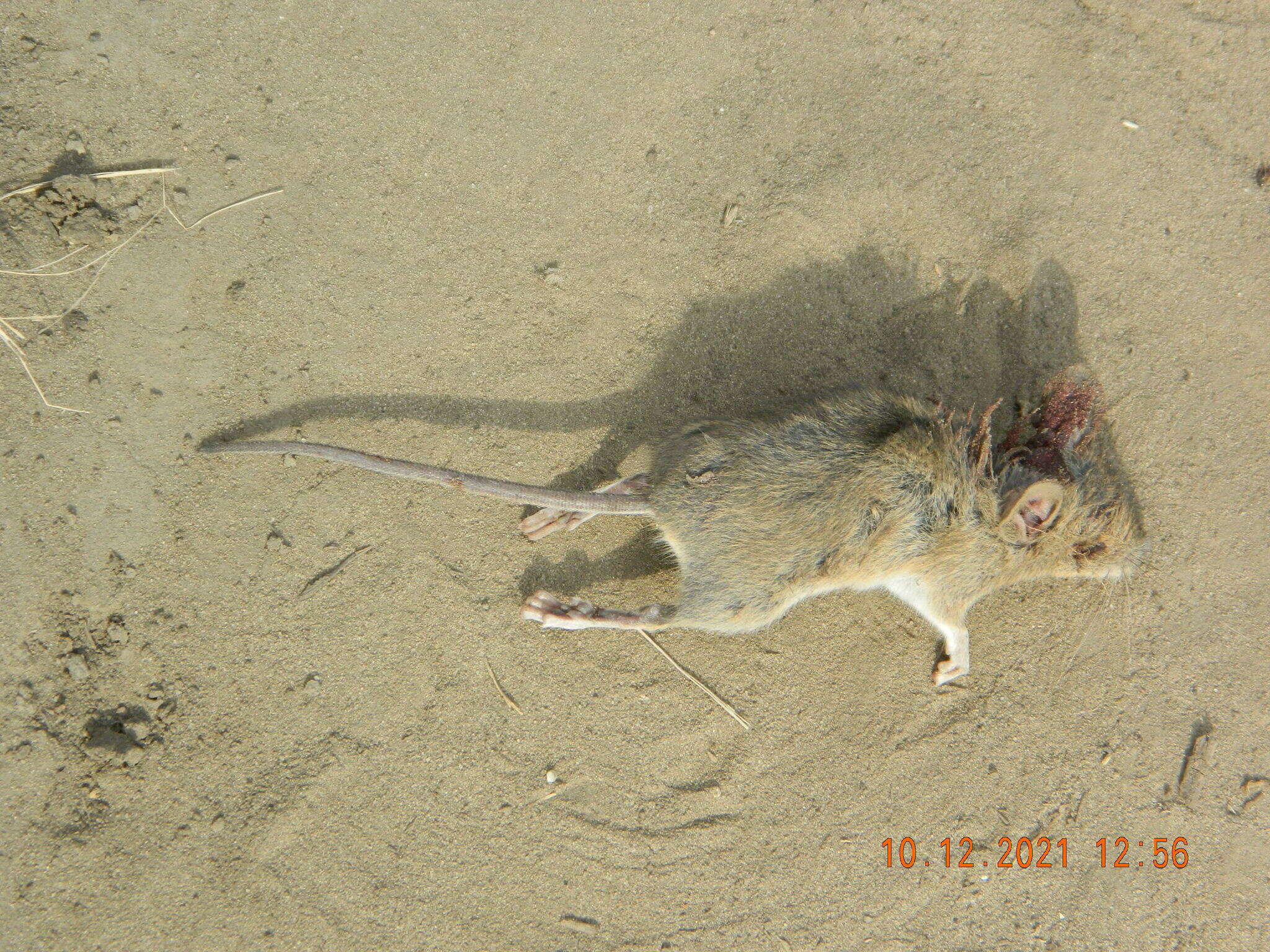 Image of Herb Field Mouse