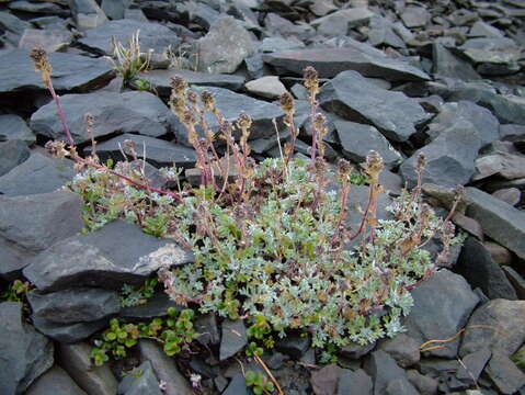 Image of Artemisia lagopus Fisch. ex Bess.