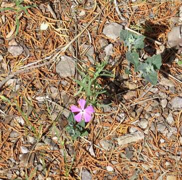 Imagem de Phlox nana Nutt.