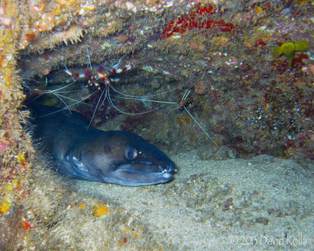 Image of Ash-colored conger eel