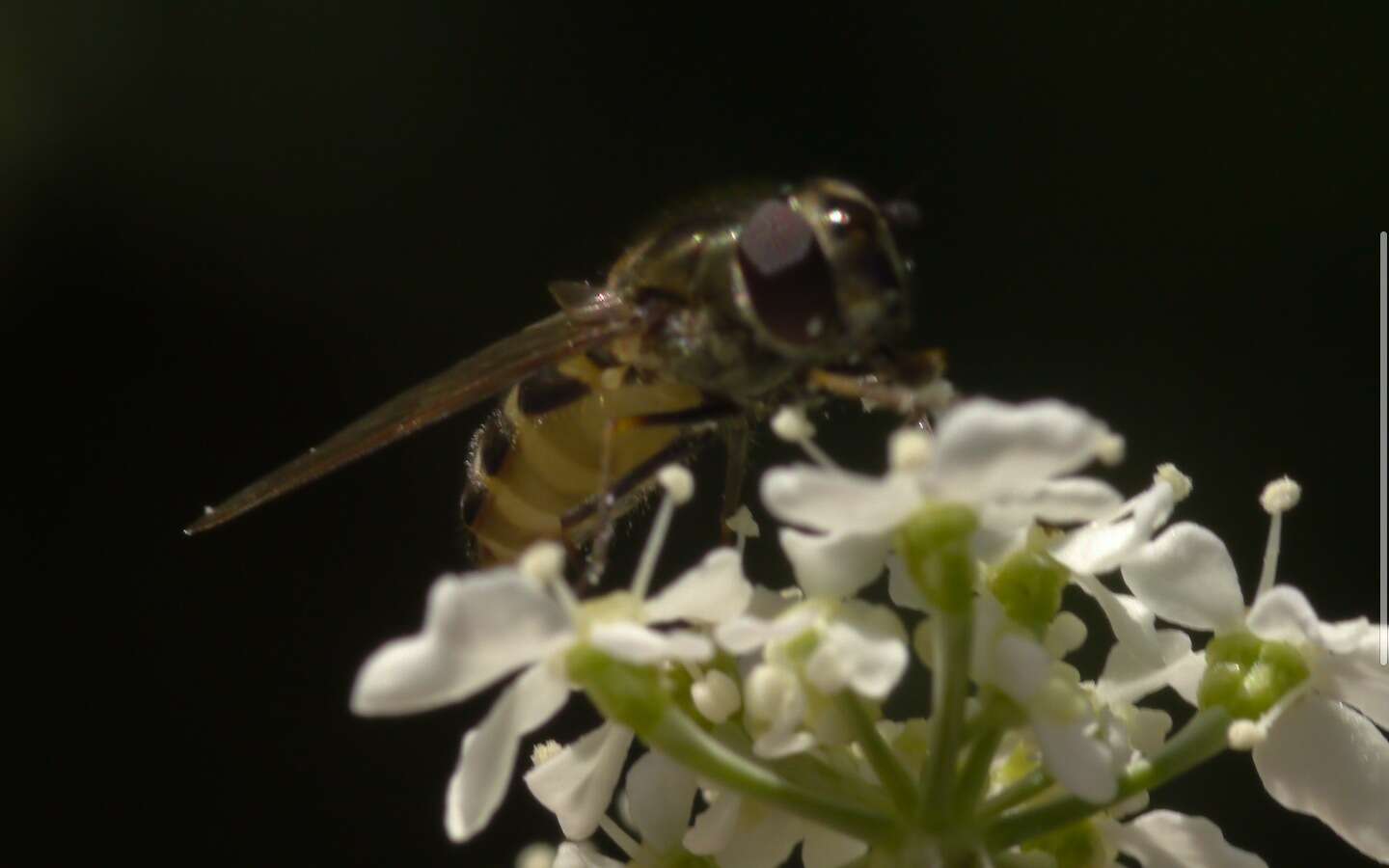 Image of Parasyrphus punctulatus (Verrall 1873)