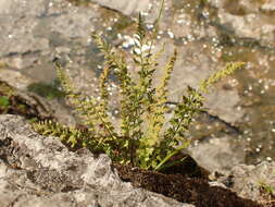 Image of smooth woodsia