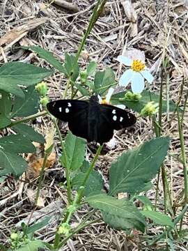 Image of Hammock Skipper