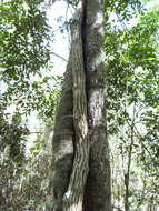 Image of Ventilago pubiflora Francis