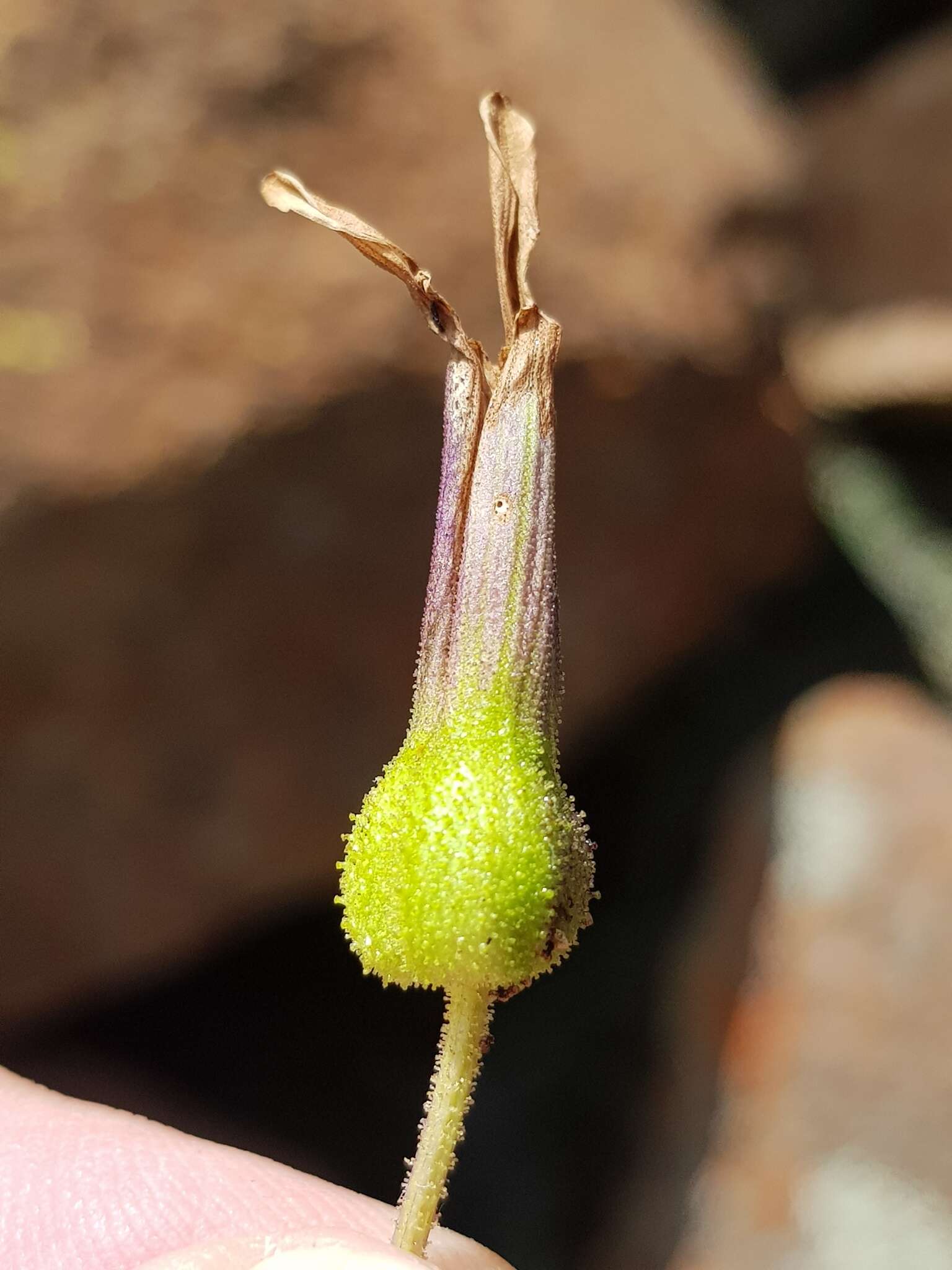 Image of Xerophyta schlechteri (Baker) N. L. Menezes