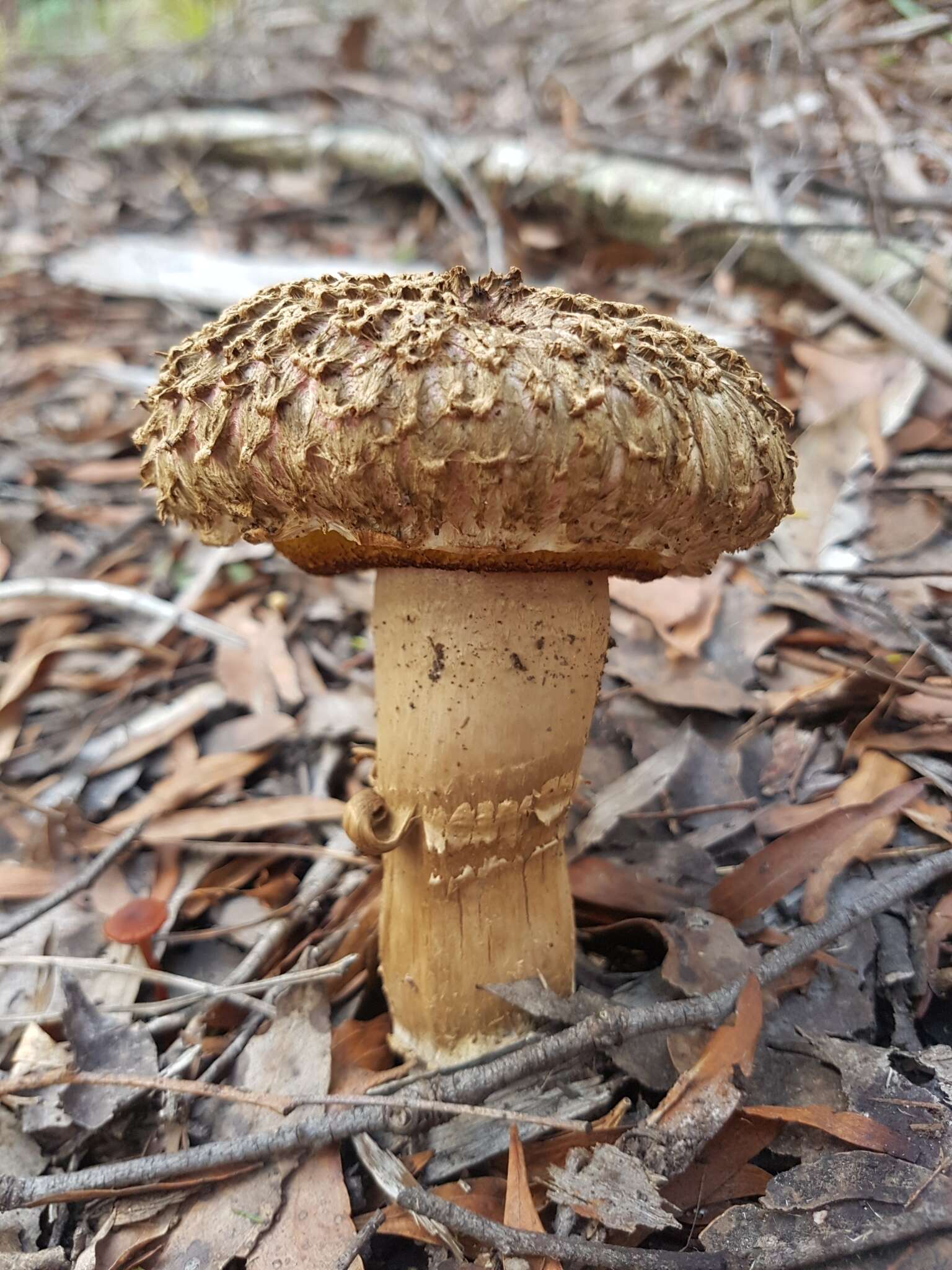 Sivun Boletellus emodensis (Berk.) Singer 1942 kuva