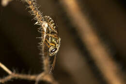 Image of Halictus hesperus Smith 1862