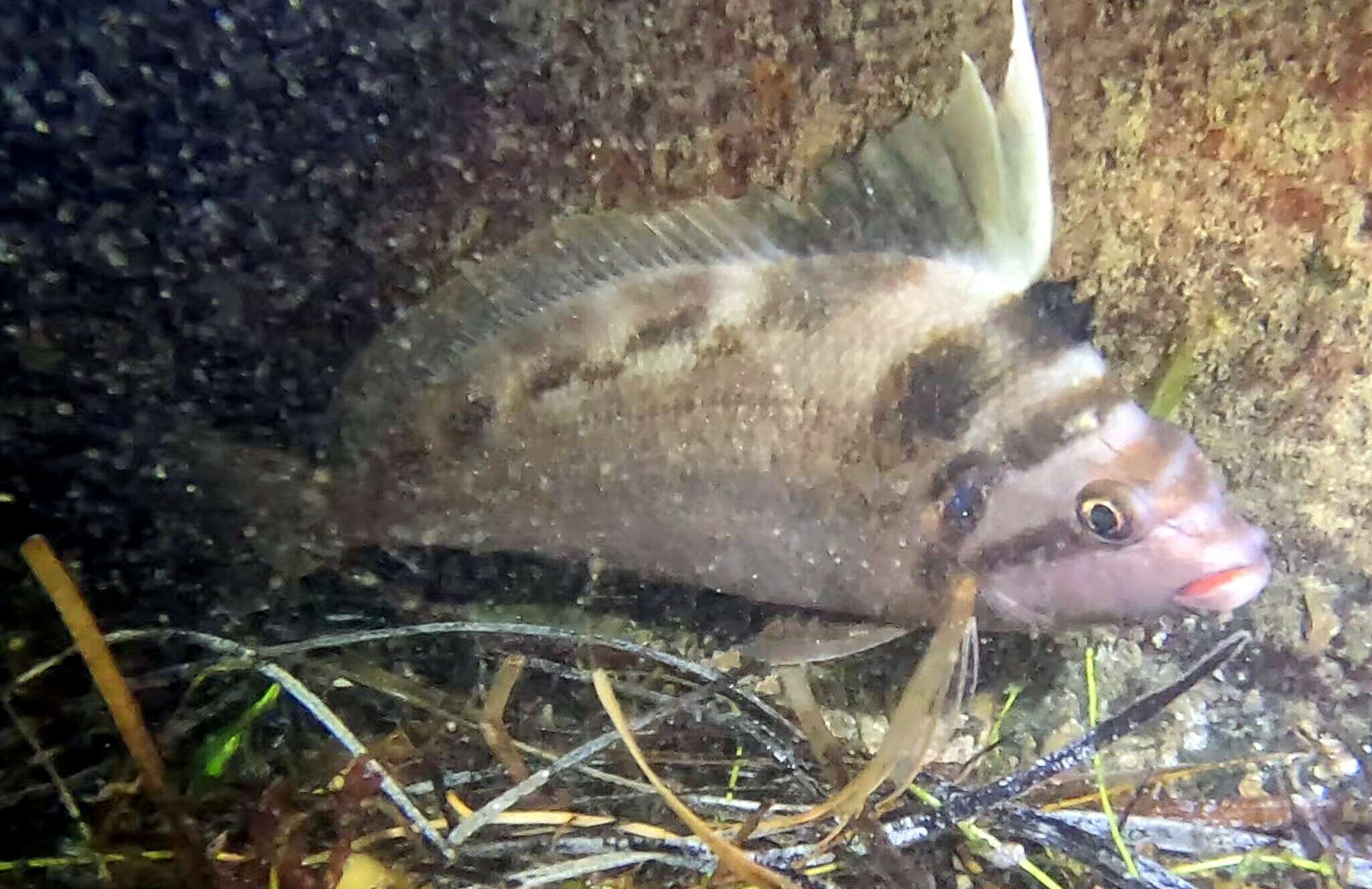 Image of Crested morwong