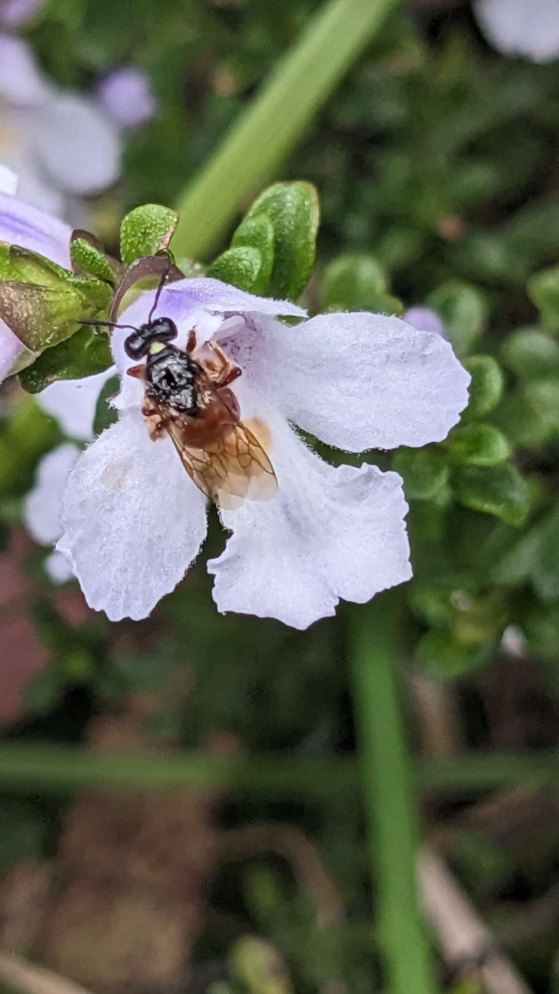 Imagem de Prostanthera cuneata Benth.