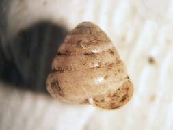 صورة <i>Euconulus chersinus</i>