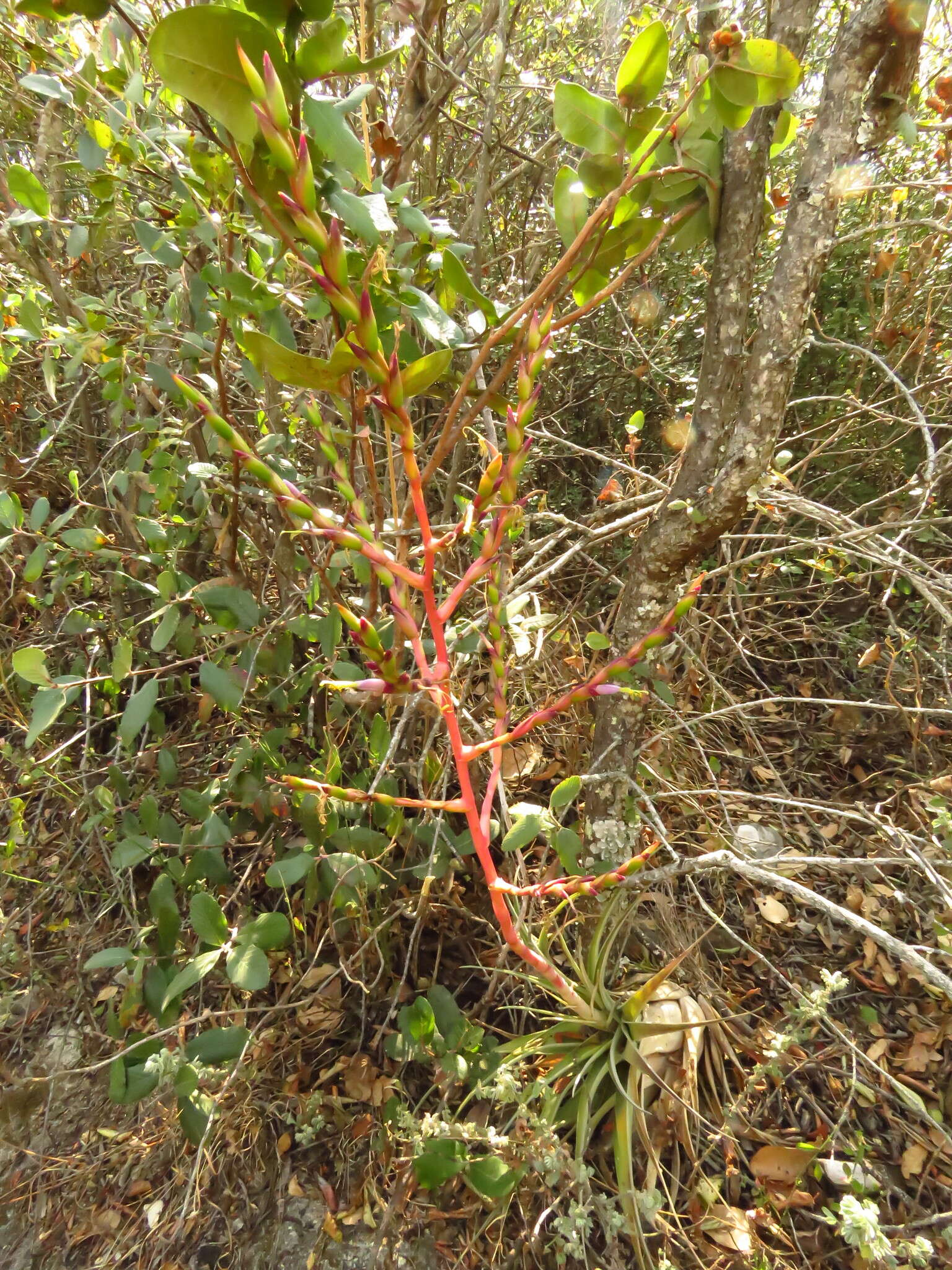 Tillandsia makoyana Baker的圖片