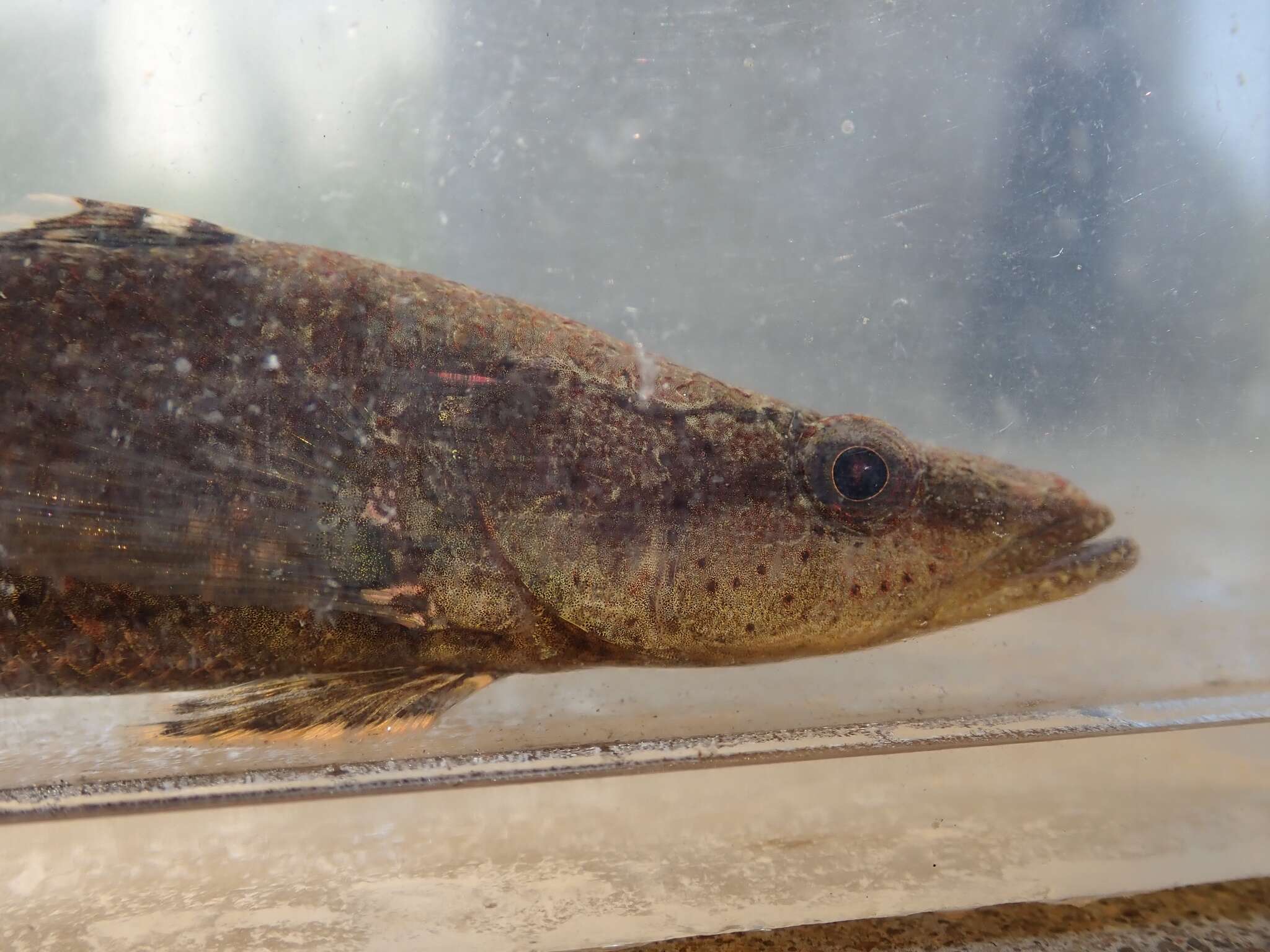 Image of Olive flathead-gudgeon