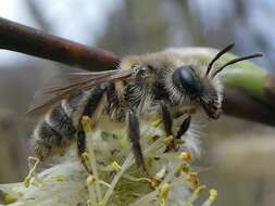 Image of Trout-lily Andrena