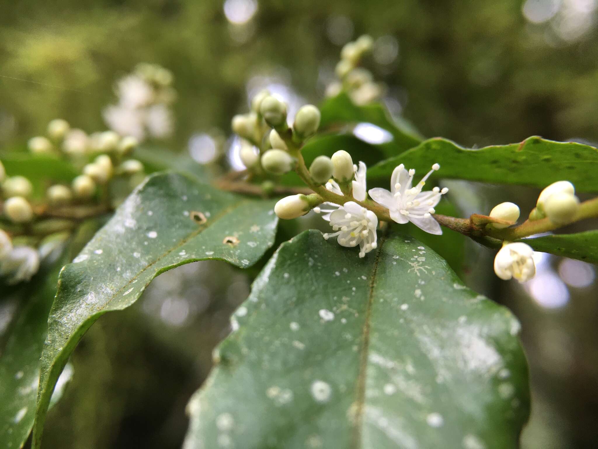 Image of Symplocos lancifolia Sieb. & Zucc.