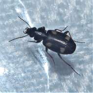 Image of Carabidae