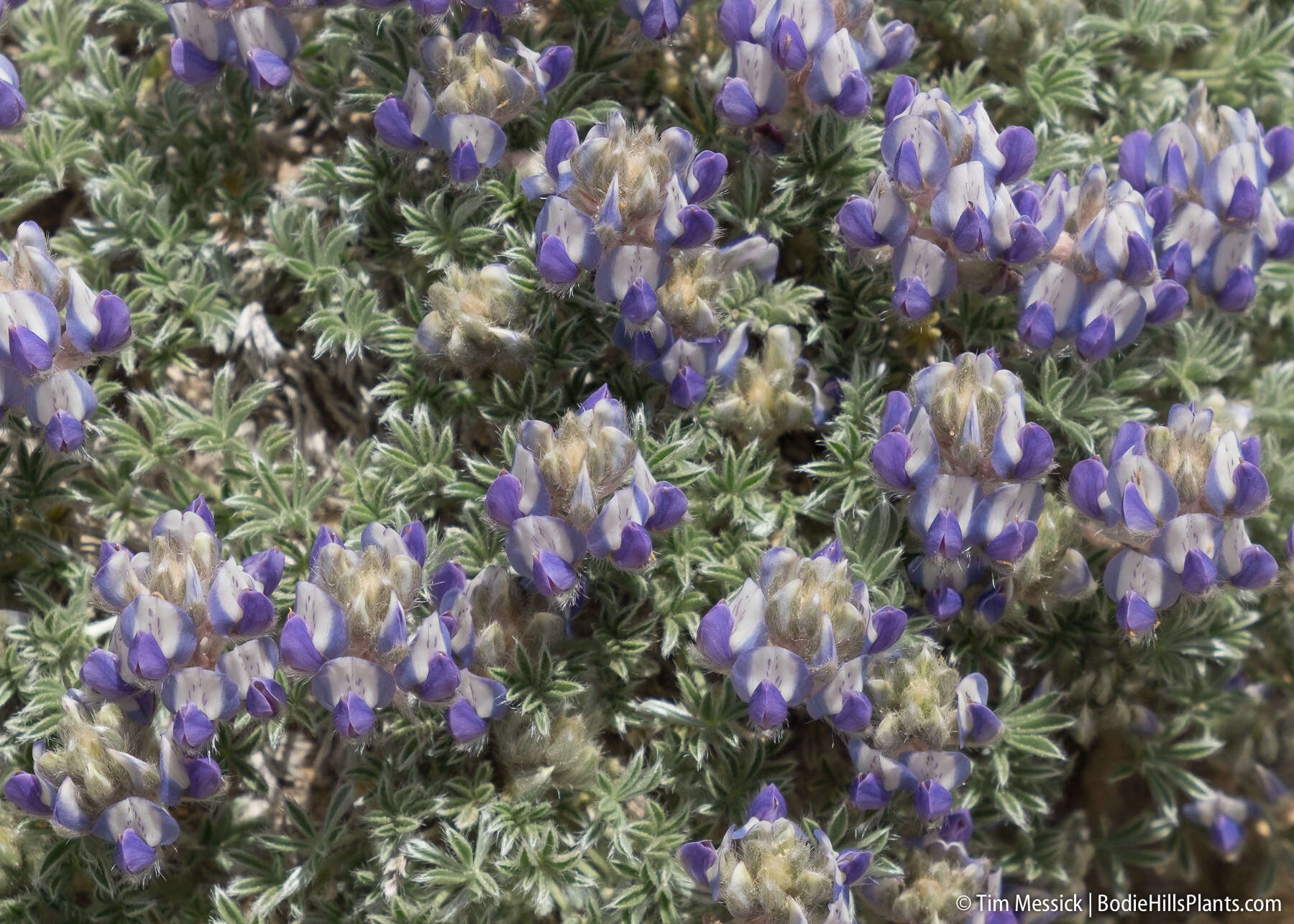 Image de Lupinus breweri var. bryoides C. P. Sm.