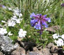 Penstemon procerus Dougl. ex Graham resmi