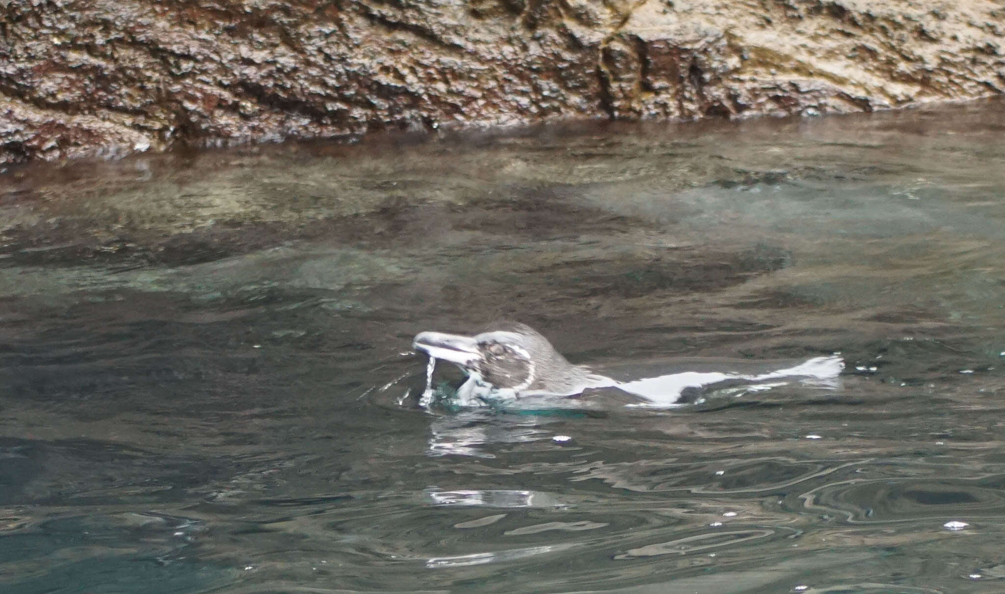 Imagem de Pinguim-das-galápagos