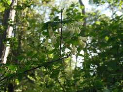 Image of pink snowberry