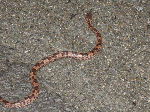 Image of Chinese Mountain Pit Viper