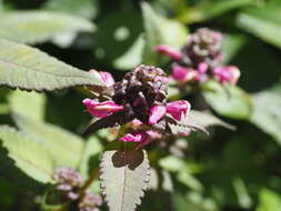 Image of Pedicularis resupinata var. caespitosa Koidz.