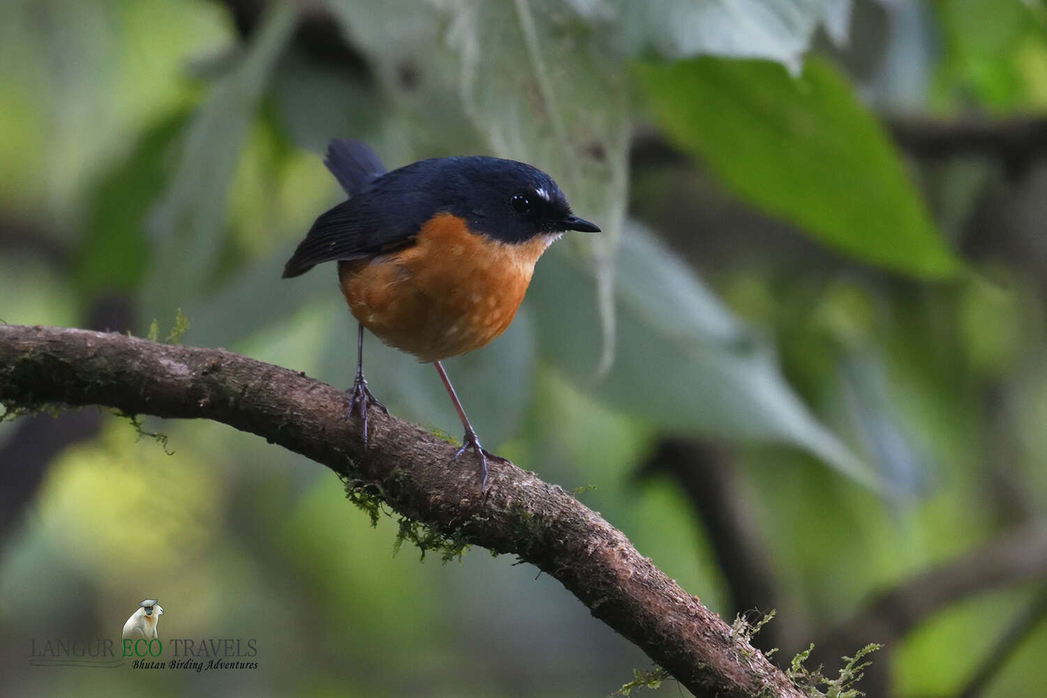 Image of Rusty-bellied shortwing