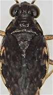 Image of Kiwisaldula parvula (Cobben 1961)