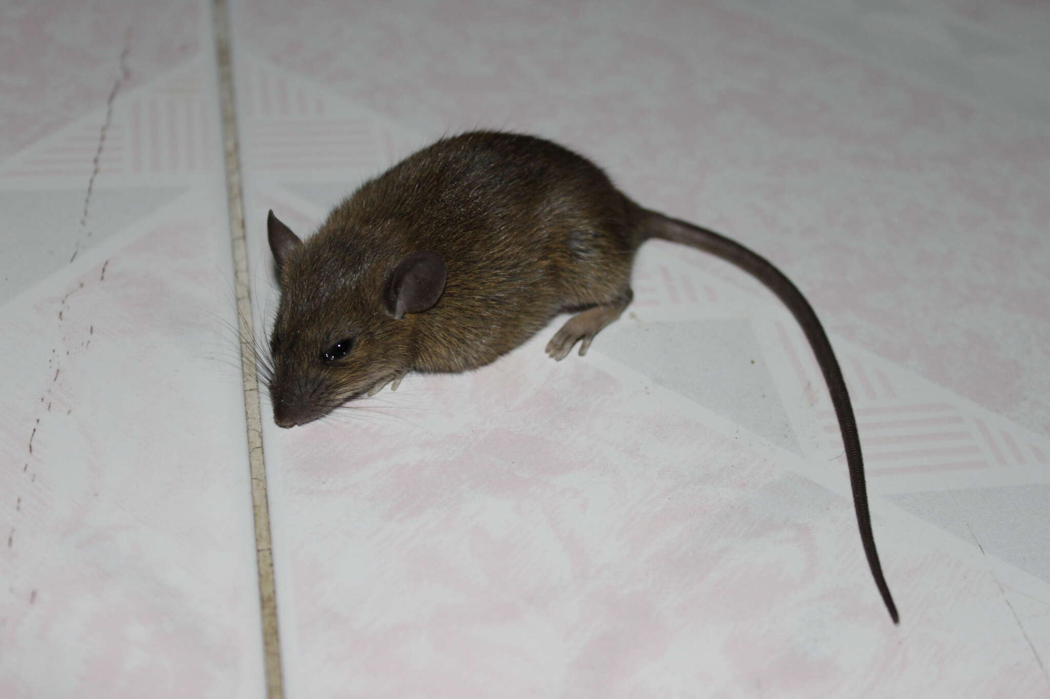 Image of Pacific Rat