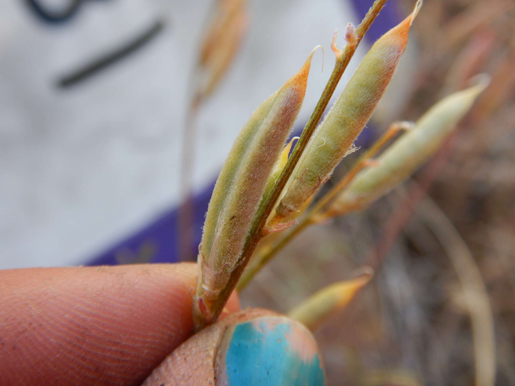 Sivun Astragalus obscurus S. Wats. kuva