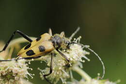 Image of Pachyta quadrimaculata (Linné 1758)