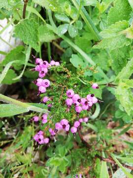 Image of Erica umbellata L.