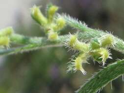 Image of chuckwalla combseed