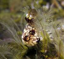 Image of Jorunna rubescens (Bergh 1876)