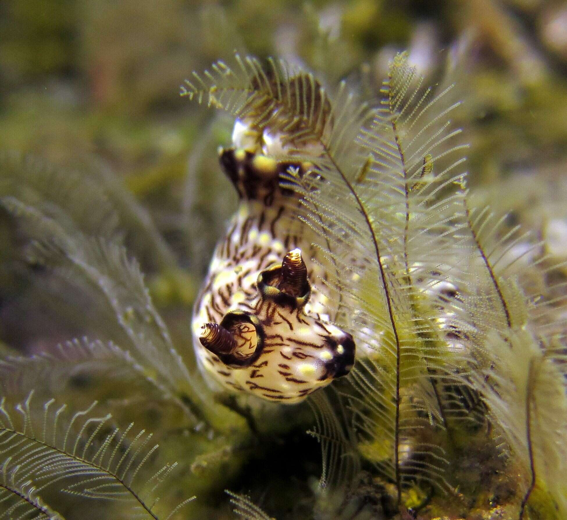 Image of Jorunna rubescens (Bergh 1876)