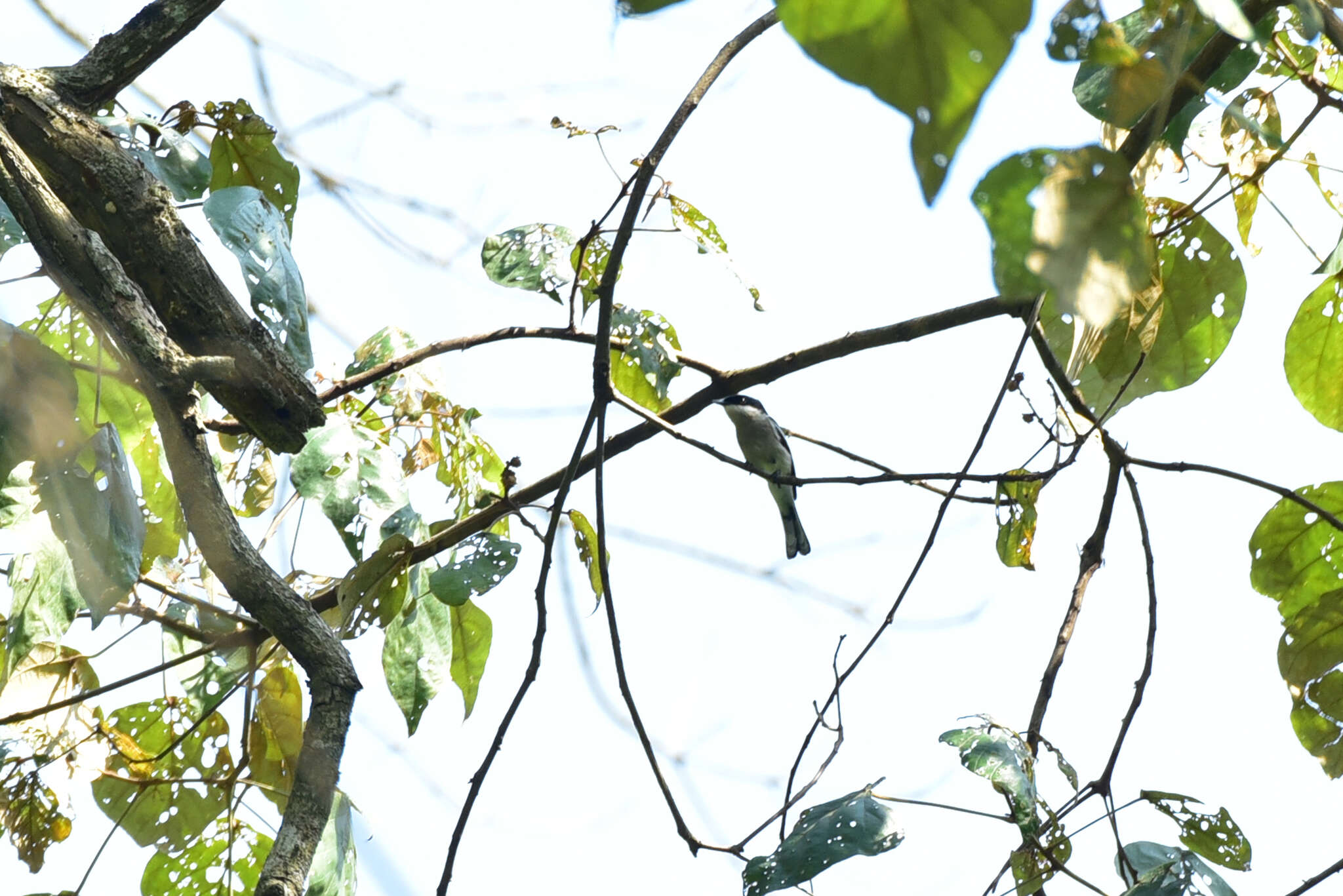 Image of Flycatcher-shrike