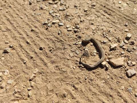 Image of Vipera latastei latastei Bosca 1878