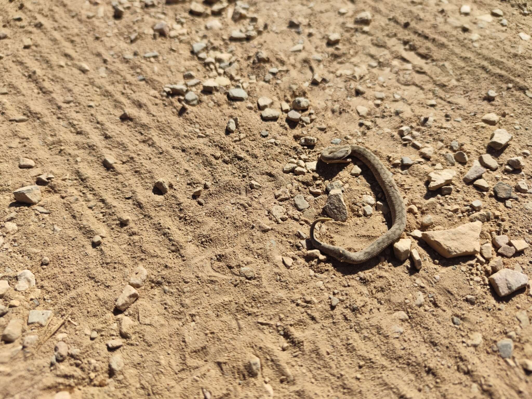 Image of Vipera latastei latastei Bosca 1878