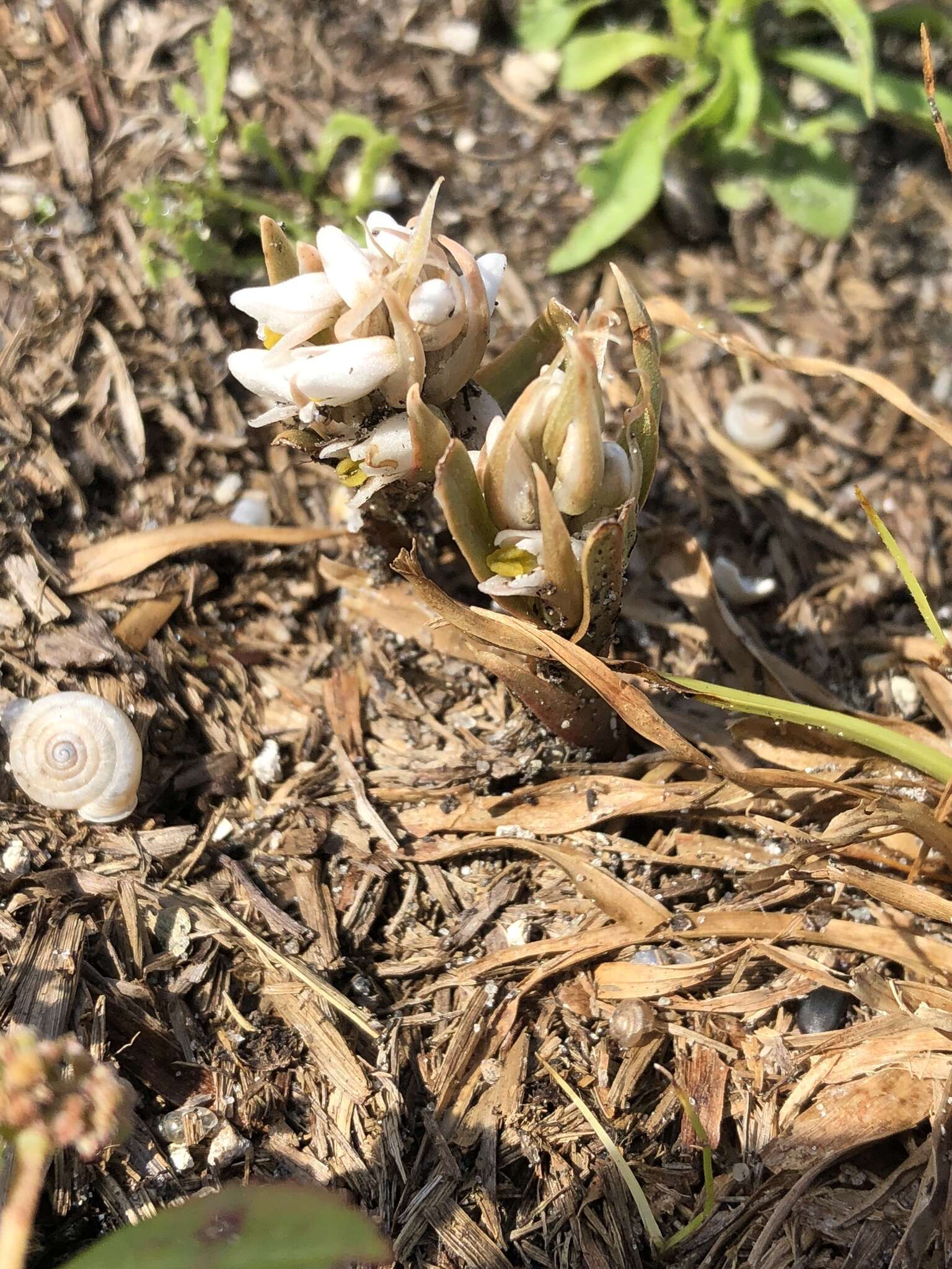 Image of Lawn orchid