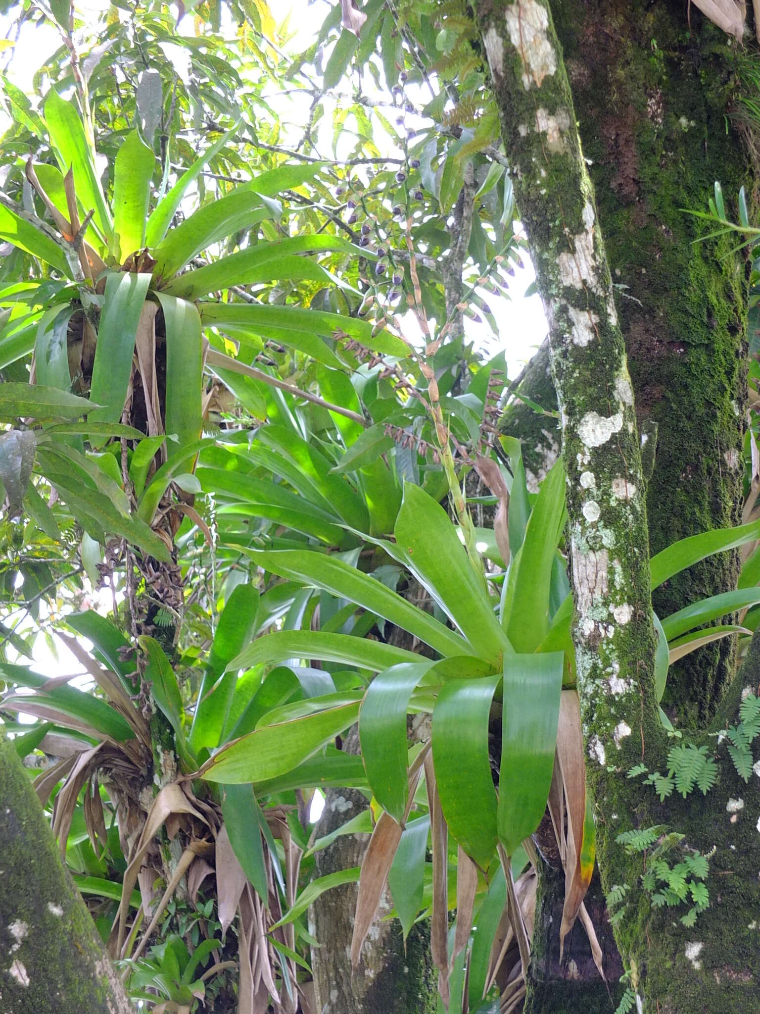 Image of Werauhia gigantea (Mart. ex Schult. & Schult. fil.) J. R. Grant