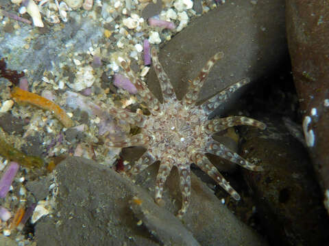 Image of cryptic burrowing anemone