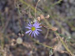 Image of Erigeron foliosus var. foliosus