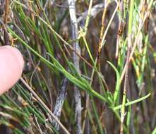 Image of Heliophila subulata Burch. ex DC.