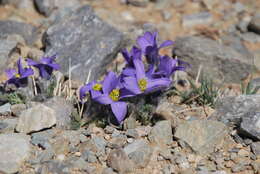 Image of Pulsatilla bungeana C. A. Mey. ex Ledeb.