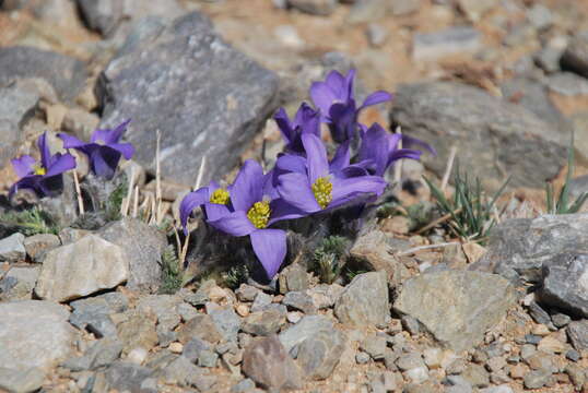 صورة Pulsatilla bungeana C. A. Mey. ex Ledeb.