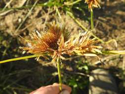 Image of manyspike flatsedge