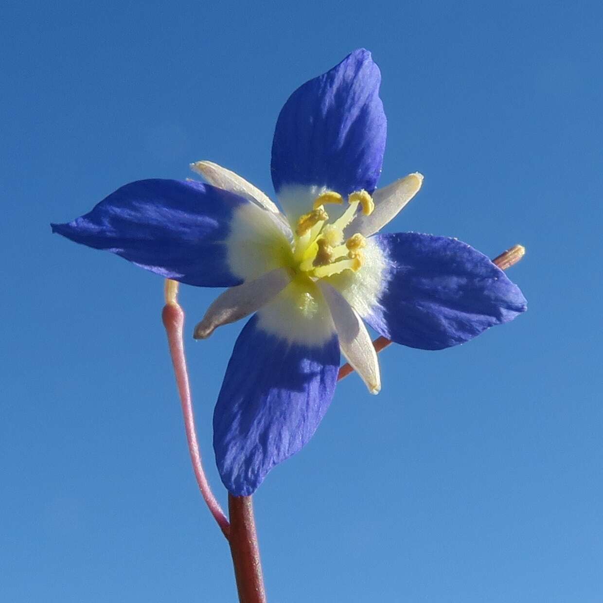 Image of Heliophila lactea Schltr.