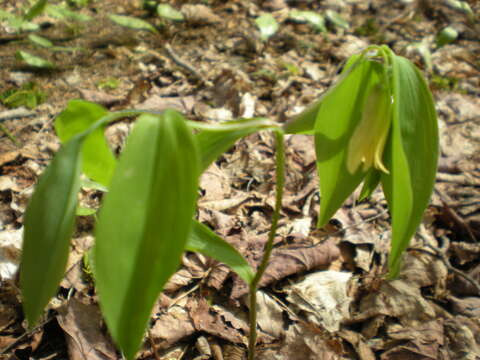 Image of sessileleaf bellwort