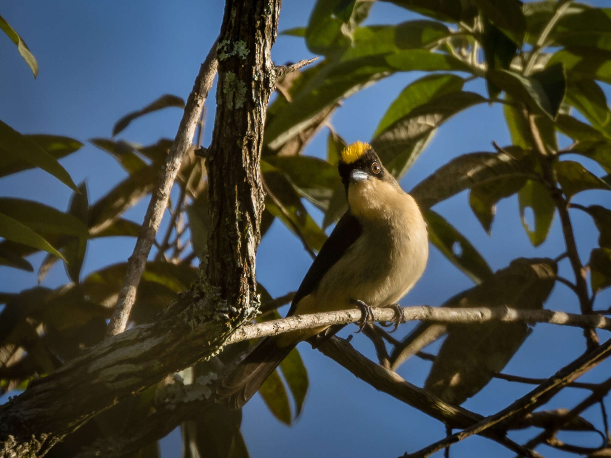 Image of Trichothraupis Cabanis 1851